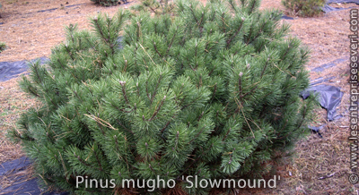 Pinus mugho 'Slowmound'