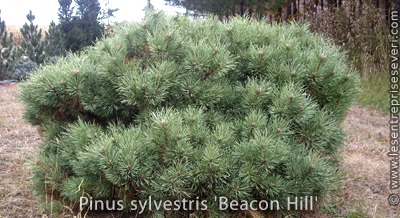 Pinus sylvestris 'Beacon Hill'