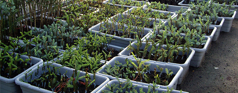 Les Entreprises Everi