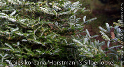 Abies koreana 'Horstmann’s Silberlocke'