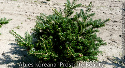 Abies koreana 'Prostrate Beauty'