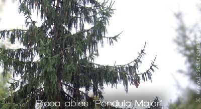 Picea abies 'Pendula Major'