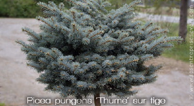 Picea pungens 'Thume' sur tige