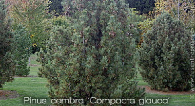 Pinus cembra 'Compacta Glauca'
