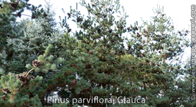 Pinus parviflora 'Glauca'