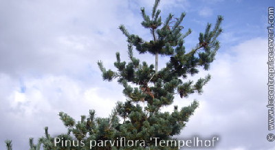 Pinus parviflora 'Tempelhof'