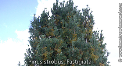 Pinus strobus 'Fastigiata'