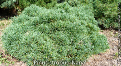 Pinus strobus 'Nana'
