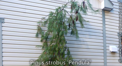 Pinus strobus 'Pendula'