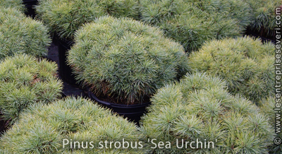 Pinus strobus 'Sea Urchin'