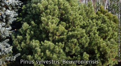Pinus sylvestris 'Beuvronensis'